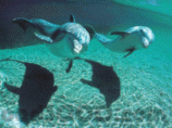 Dolphins Underwater Animated Screensaver screenshot